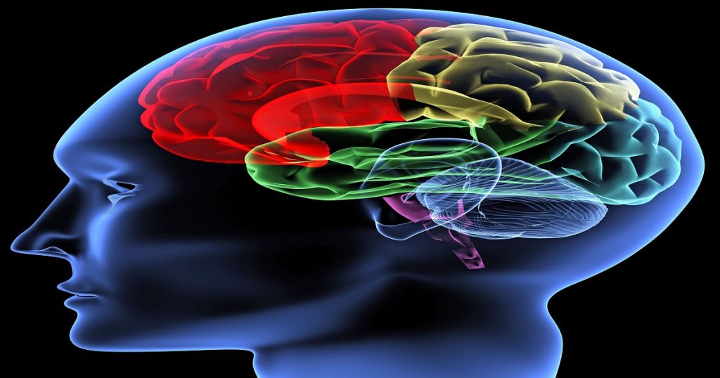 Brain-illustration