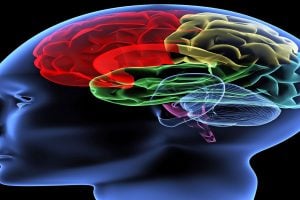 Brain-illustration