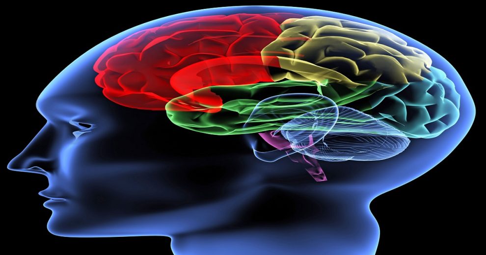 Brain-illustration